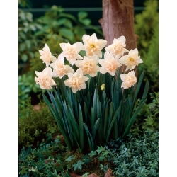 Palmares daffodil - XXXL pack  250 pcs