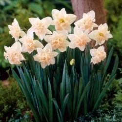 Narcis Palmares - XL balenie - 50 ks