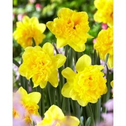 Twinflower Narzisse - 5 Stk - 