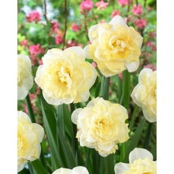 White Surprise Narzisse - 5 Stk - 