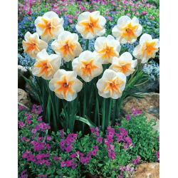 Delta narcis - XL balenie - 50 ks