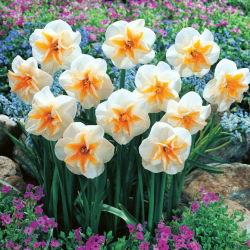 Delta narcis - XL balenie - 50 ks