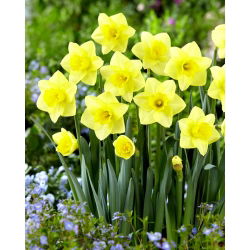 Golden Salome daffodil - XXXL pack  250 pcs