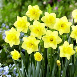Golden Salome daffodil - XXXL pack  250 pcs
