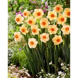 Altruist narcis - 5 kom
