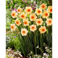 Altruistický narcis - XL balenie - 50 ks