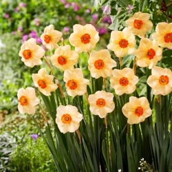 Altruist narcis - 5 kom