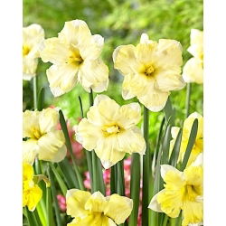 Narcis Cassata - XL balenie - 50 ks