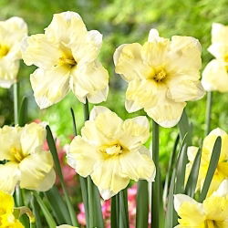 Narcis Cassata - XL balenie - 50 ks
