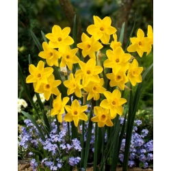 Golden Carpet daffodil - XXXL pack  250 pcs