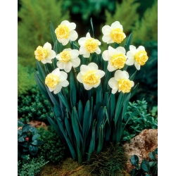 Lainenartsiss - XL pakk - 50 tk