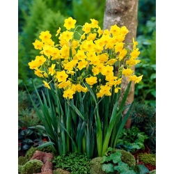 Narcis Grand Soleil d'Or - XL balenie - 50 ks