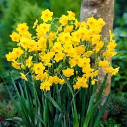 Narcis Grand Soleil d'Or - XL balenie - 50 ks