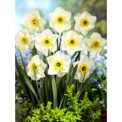 Lancaster narcis - 5 kom