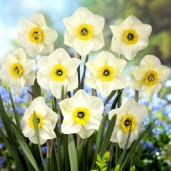 Lancaster narcis - 5 kom