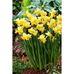 Narcis Spring Sunshine - 5 kom