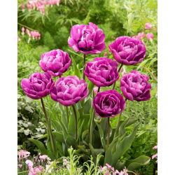 Blue Diamond tulip - XXXL pack  250 pcs