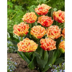 Brisbane tulip - XXXL pack  250 pcs