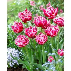 Columbus tulipán - XL csomag - 50 db.