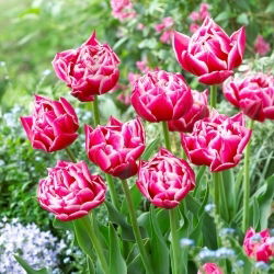 Columbus tulipán - XL csomag - 50 db.