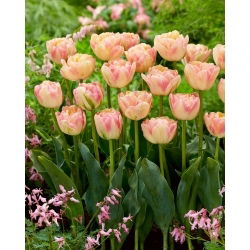 Creme Upstar tulipan - 5 stk