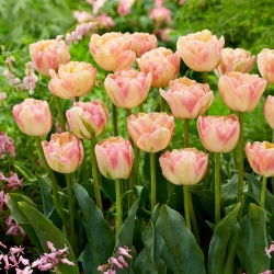 Creme Upstar tulipan - 5 stk