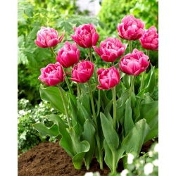 Rosa Cameo tulipan - 5 stk