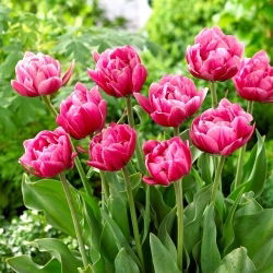 Rosa Cameo tulipan - 5 stk