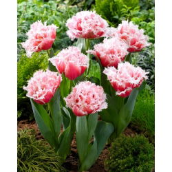Queensland tulip - XXXL pack  250 pcs
