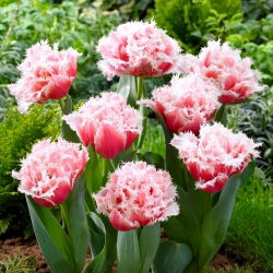 Queensland tulip - XXXL pack  250 pcs
