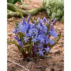 Modrá alpská squill - XXL balení 100 ks.; dvoulistá vlha