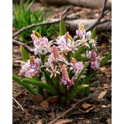 Růžová alpská squill - XXL balení 100 ks. ; dvoulistá vlha