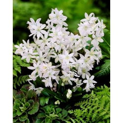 Tubergeniana Mischchenko squill, Scilla mischtschenkoana - XL balení - 50 ks.; raná squill
