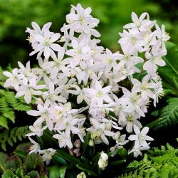 Tubergeniana Mischchenko squill, Scilla mischtschenkoana - XL balení - 50 ks.; raná squill