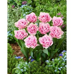 Cairns tulip - XXXL pack  250 pcs