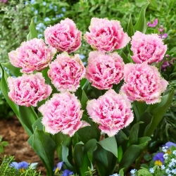 Cairns tulip - XXXL pack  250 pcs