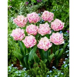 Perth tulip - 5 pcs