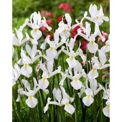 Alaska Hollandse iris - 10 stuks - 