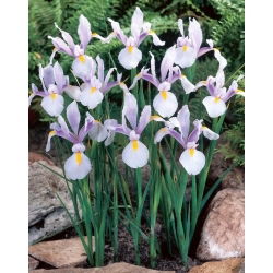 Carmen Hollandse iris - 10 stuks - 
