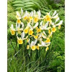Montecito Hollandse iris - 10 stuks - 