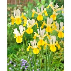 Symfonie Nederlandse iris - 10 stuks - 