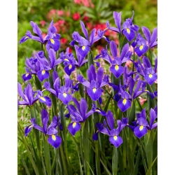 Valentijn Hollandse iris - 10 stuks - 