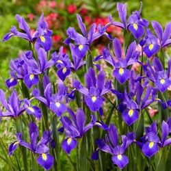 Valentijn Hollandse iris - 10 stuks - 