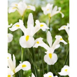 White Magic Hollandse iris - 10 stuks - 