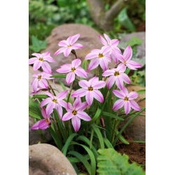 Tessa starflower Ipheion - XXL pakiranje 100 kos