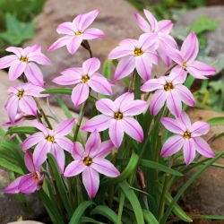 Tessa starflower Ipheion - XXXL pakiranje - 500 kom