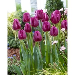 Keedetud tulp - 5 tk