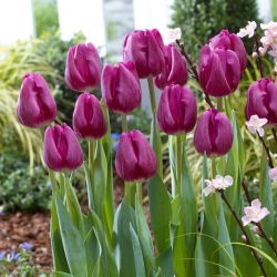 Tulipano bollito - XXXL conf. 250 pz