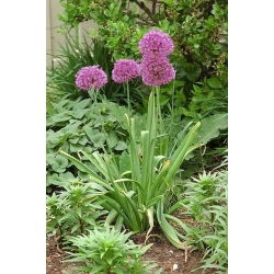 Allium christophii - XXXL balení 250 ks.