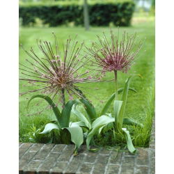 Allium Schubertii - XL balení - 50 ks.